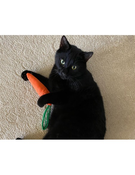 King Catnip Carotte 26cm