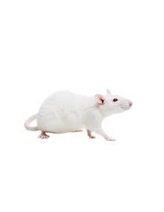 Rat 26/50g congelé