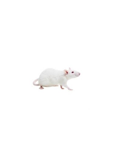 Rat 51/90g congelé