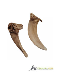 Moelle de Corne d’Agneau pour Chiens – Friandise Naturelle, Longue Mastication & Faible en Graisses 2