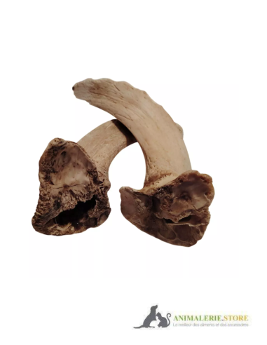 Moelle de Corne d’Agneau pour Chiens – Friandise Naturelle, Longue Mastication & Faible en Graisses