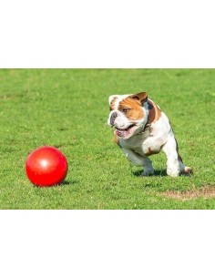 Boomer Ball pour chien 2