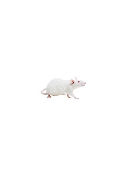 Rat 201/250g Congelé