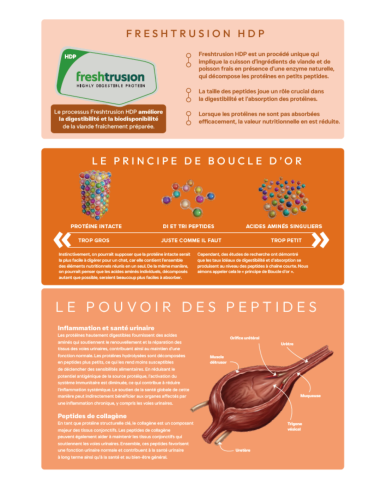 Croquettes Peptide+ Urinary Care – Santé urinaire Chat Adulte