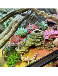 Sedum Couleurs mélangées 2