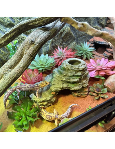 Exemple de mise en situation Sedum Couleurs mélangées