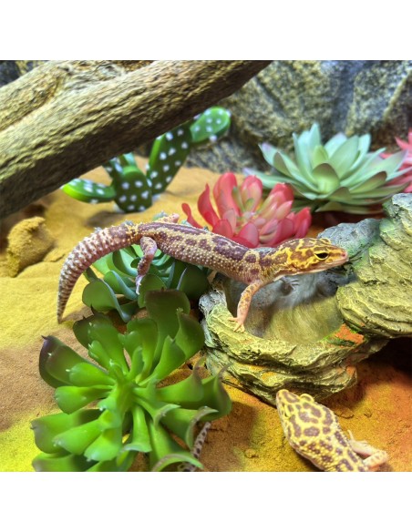 Exemple de mise en situation Sedum Couleurs mélangées