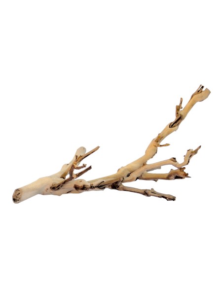 pied de vigne sablé pour décoration / terrarium