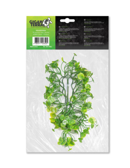 Plantes suspendues HYDROCOTYLE - Hauteur 36 cm