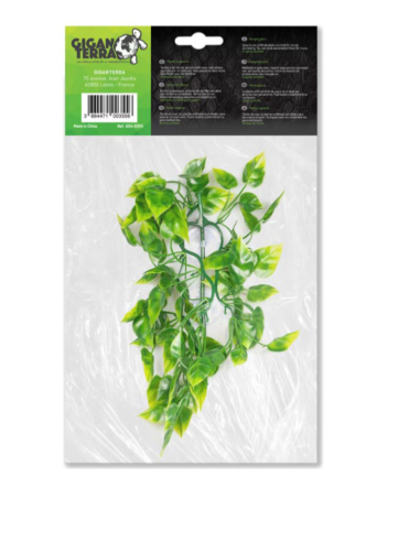 Plantes suspendues POTHOS - Hauteur 36 cm