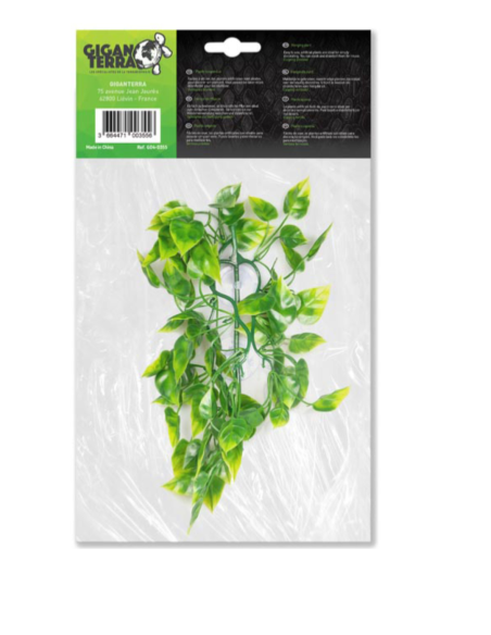 Plantes suspendues POTHOS - Hauteur 36 cm