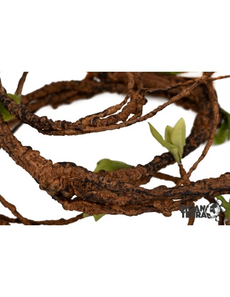 LIANA 1,5 D – 135 CM –MEDIUM