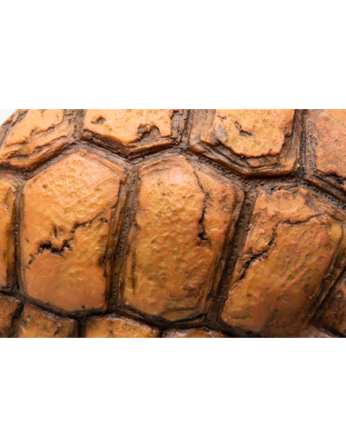 Carapace de Tortue - Grotte