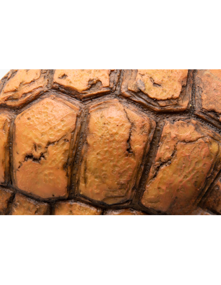 Carapace de Tortue - Grotte