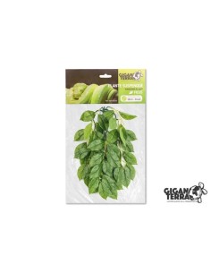 Plantes suspendues 1 - hauteur 30cm 254