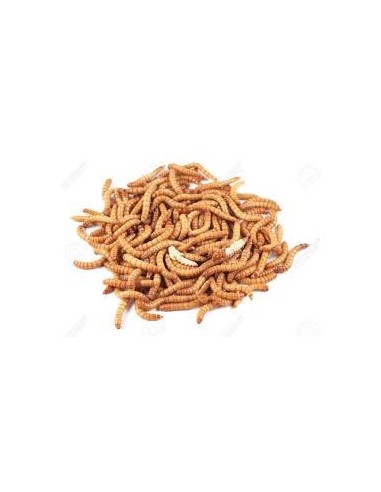 Vers de farine TENEBRIO MOLITOR - filet de 1LITRE
