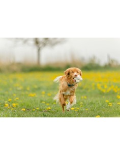 Light & Strong Bubble Ball 8 cm | Balle pour Chien en EPS 2