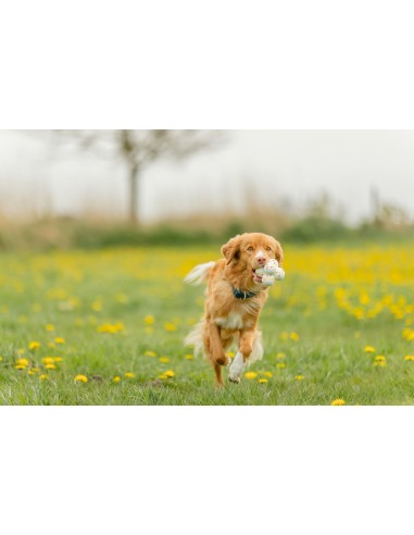 Light & Strong Bubble Ball 8 cm | Balle pour Chien en EPS