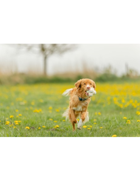 Light & Strong Bubble Ball 8 cm | Balle pour Chien en EPS
