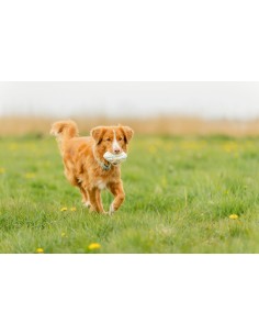 Light & Strong Rugby 12,5 cm – Jouet pour chien en thermoplastique 2