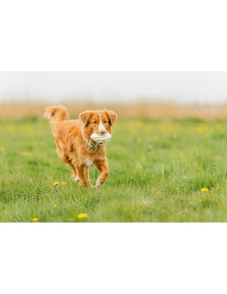 Light & Strong Rugby 12,5 cm – Jouet pour chien en thermoplastique