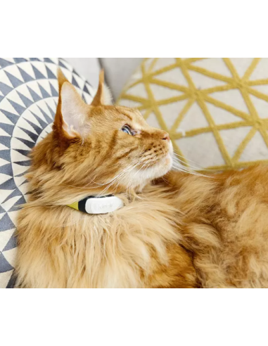 GPS Kippy pour chat