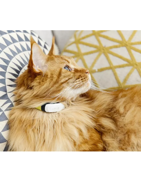 GPS Kippy pour chat