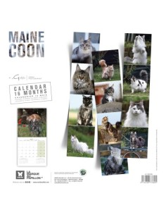 Calendrier chat 2027 - maine coon Chats - Martin 2