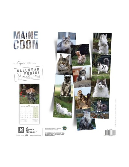 Calendrier chat 2027 - maine coon Chats - Martin