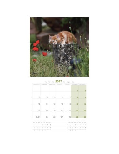 Calendrier chat 2027 - maine coon Chats - Martin