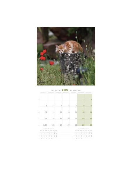 Calendrier chat 2027 - maine coon Chats - Martin