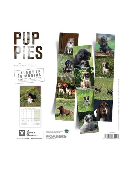 Calendrier chien 2027 - puppy - Martin