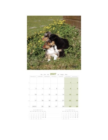 Calendrier chien 2027 - puppy - Martin