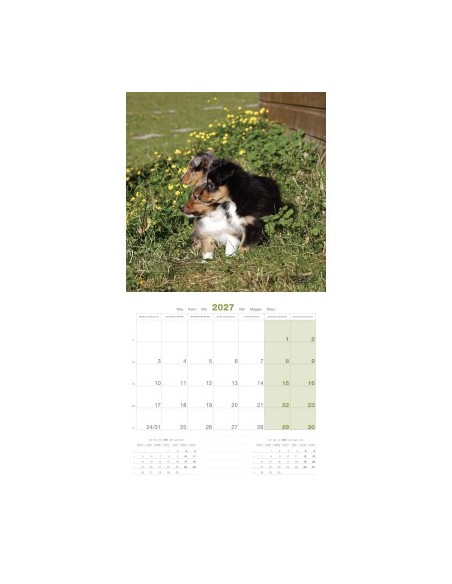 Calendrier chien 2027 - puppy - Martin