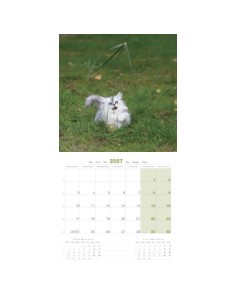 Calendrier 2027 - Chatons - Martin 2