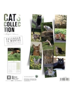 Calendrier chat 2027  - Martin 2