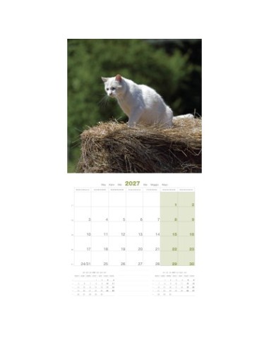 Calendrier chat 2027  - Martin