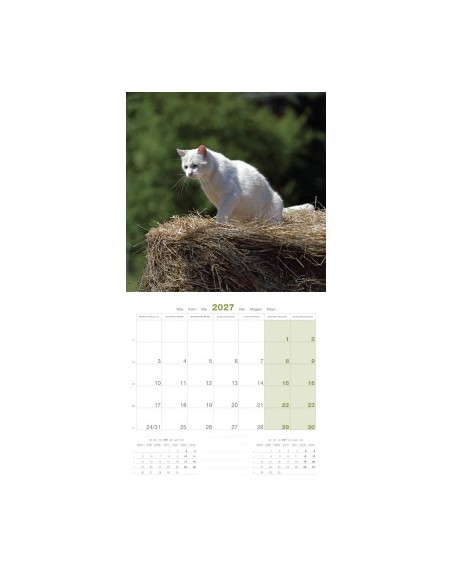 Calendrier chat 2027  - Martin