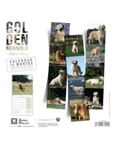 Calendrier chien 2027 - Golden Retriever - Martin 2