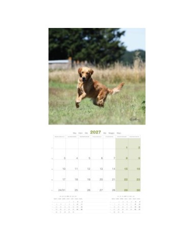 Calendrier chien 2027 - Golden Retriever - Martin