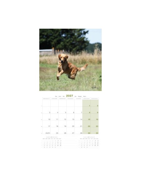 Calendrier chien 2027 - Golden Retriever - Martin