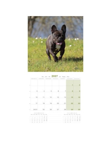 Calendrier chien 2027 - Bouledogue français - Martin