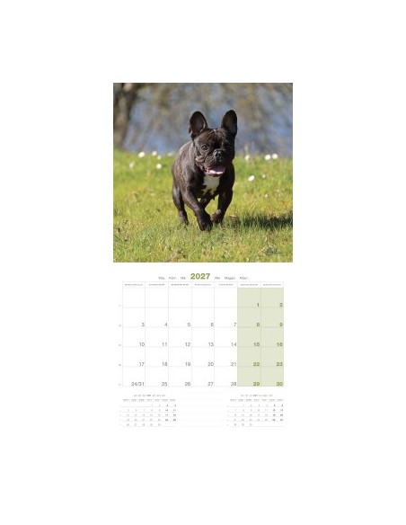 Calendrier chien 2027 - Bouledogue français - Martin