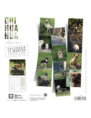 Calendrier chien 2027 - Chihuahua - Martin
