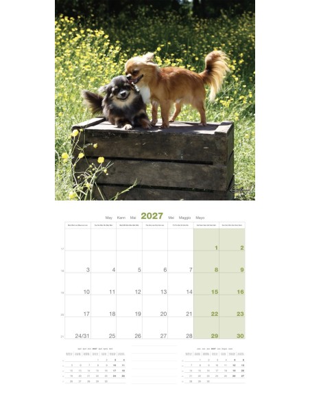 Calendrier chien 2027 - Chihuahua - Martin