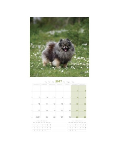 Calendrier chien 2027 - Spitz - Martin
