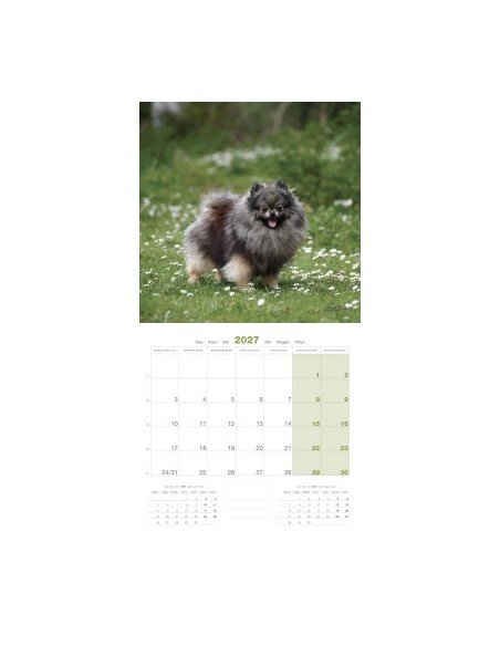 Calendrier chien 2027 - Spitz - Martin