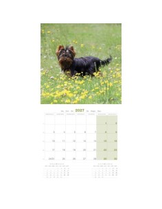 Calendrier chien 2027 - Yorkshire - Martin 2