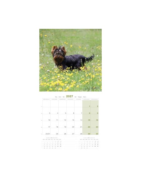 Calendrier chien 2027 - Yorkshire - Martin