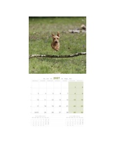 Calendrier chien 2027 - Teckel - Martin 2